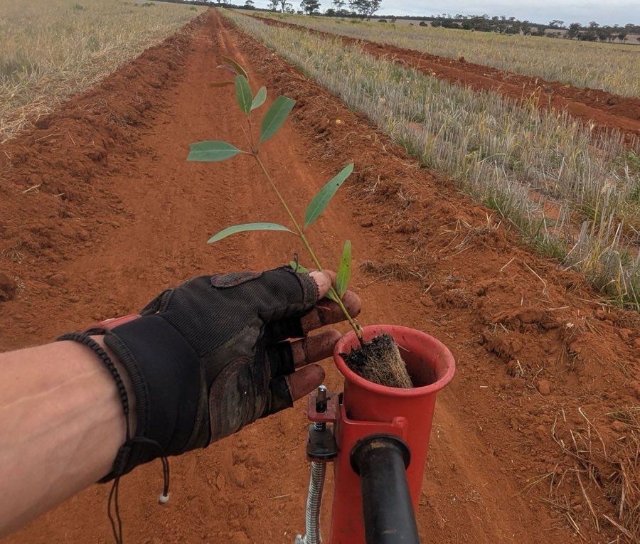 Gloved hand holding a native seedling above a red planting tool on a ripped planting line in red soil