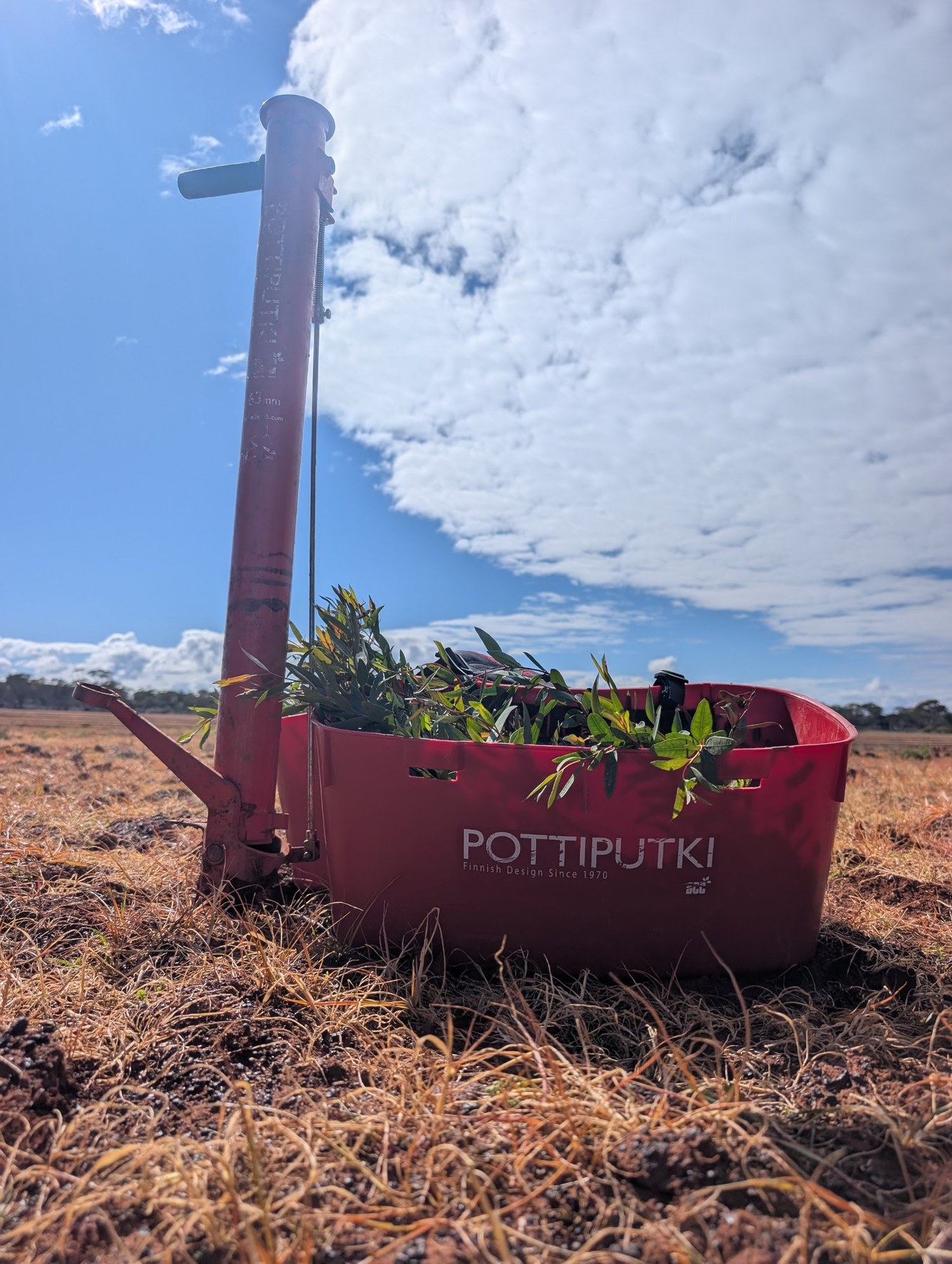 A red tree planting tool standing beside a red tray of native seedlings in a paddock under a blue sky with clouds